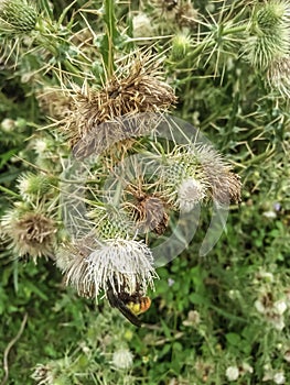 Bees collecting nector from flower view photo