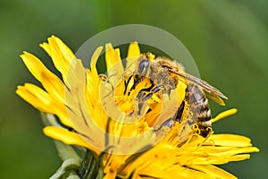bees collecting nymphs on a flower