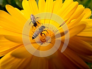 Bees collecting pollen