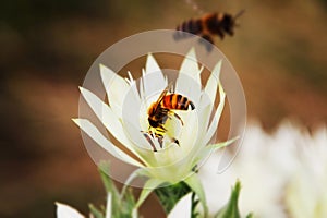 Bees collecting pollen