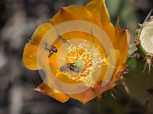 Bees are Collecting Pollen at Blooming Pricky Pear cactus at Laguna Coast Wilderness Park