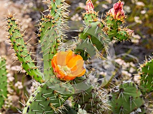 Bees are Collecting Pollen at Blooming Pricky Pear cactus at Laguna Coast Wilderness Park