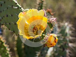 Bees are Collecting Pollen at Blooming Pricky Pear Cactus. Laguna Coast Wilderness Park