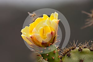 Bees are Collecting Pollen at Blooming Pricky Pear Cactus. Laguna Coast Wilderness Park