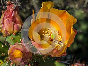 Bees are Collecting Pollen at Blooming Pricky Pear Cactus. Laguna Coast Wilderness Park