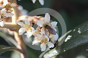 Bees collecting pollen among the flowers. Example of teamwork in nature