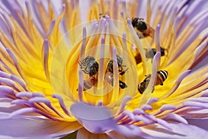 Bees collecting pollen from lotus water lilly flower, Bees do pollination