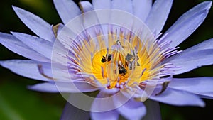 Bees collecting pollen from lotus water lilly flower, Bees do pollination