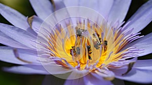 Bees collecting pollen from lotus water lilly flower, Bees do pollination