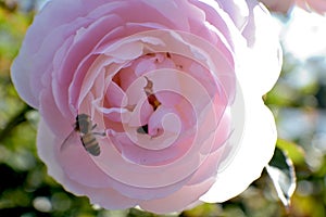 Bees collecting pollen from a rose