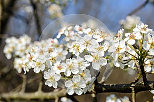 Bees collecting pollen from white flowers in orchard. Flowering tree in spring. Branch with blossoms in sunlight. Blooming tree, c