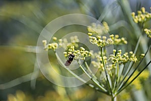 Bees collecting pollen from wild fennel flowers