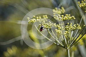 Bees collecting pollen from wild fennel flowers