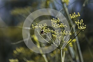 Bees collecting pollen from wild fennel flowers