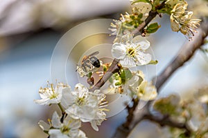 Bees collects pollen from flower