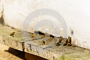 Bees coming in and out of their beehive