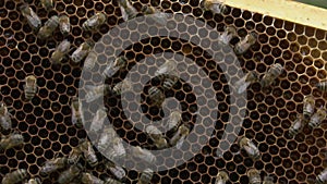 Bees crawl on the honeycomb without honey, beekeeping in the spring, close-up, cell of honeycombs from the hive.