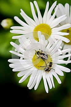 Bees on daisy in the garden