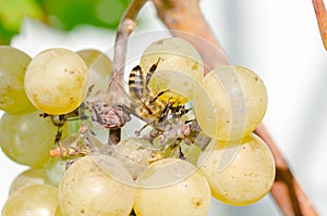 Bees devour ripe grapes in the garden