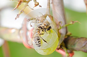 Bees devour ripe grapes in the garden outdoor
