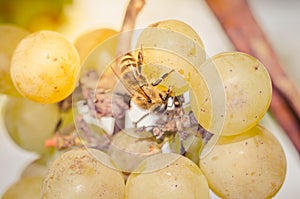 Bees devour ripe grapes in the garden outdoor