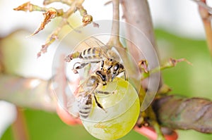 Bees devour ripe grapes in the garden outdoor