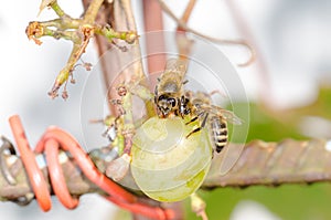 Bees devour ripe sweet grapes in the garden outdoor.