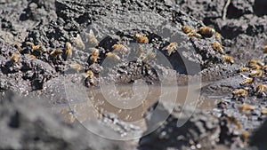 Bees drink water from wet soil and puddle on sunny summer day