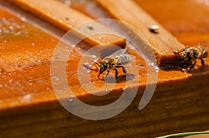 Bees drink water from a wooden board.Insect in nature