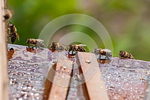 Bees drink water from a wooden board.Insect in nature