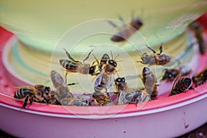 Bees on a drinking bowl with sweet water. Feeding of bees during the absence of honey collection. Bees close-up on a jar of water