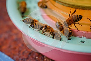 Bees on a drinking bowl with sweet water. Feeding of bees during the absence of honey collection. Bees close-up on a jar of water