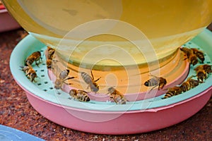 Bees on a drinking bowl with sweet water. Feeding of bees during the absence of honey collection. Bees close-up on a jar of water