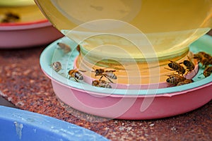 Bees on a drinking bowl with sweet water. Feeding of bees during the absence of honey collection. Bees close-up on a jar of water