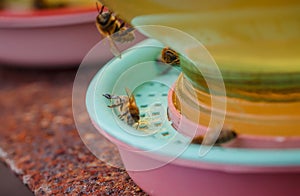 Bees on a drinking bowl with sweet water. Feeding of bees during the absence of honey collection. Bees close-up on a jar of water