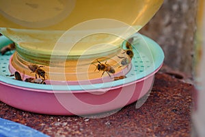 Bees on a drinking bowl with sweet water. Feeding of bees during the absence of honey collection. Bees close-up on a jar of water