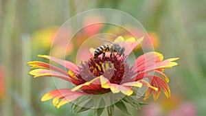 Bees eating pollen. No Sound.