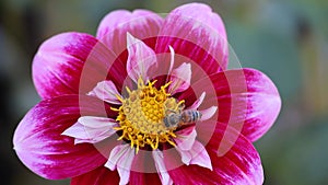 Bees at Elizabeth Gamble Gardens Palo Alto California