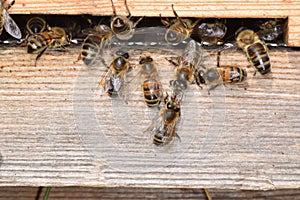 Bees by the entance to a beehive. photo