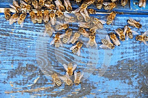 Bees enter the hive