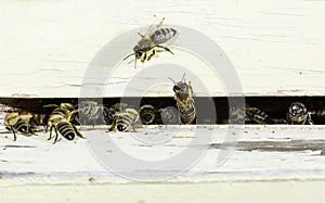 Bees entering the hive