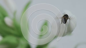 Bees entering and leaving the flower in super slow motion