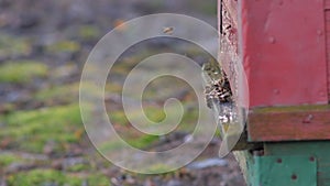 Bees entering red-green transportable beehive