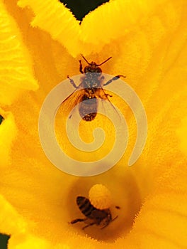 Bees, essential pollinators, inside a yellow pumpkin flower