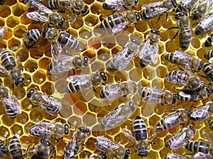 Bees in evening rays of sun photo