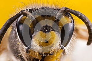 Abejas 