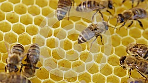 Bees family working on honeycomb in apiary. Life of apis mellifera in hive. Concept of honey, beekeeping, commercial