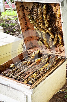 Bees farm at Phrae, Thailand