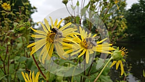 Bees feasting on yellow flowers