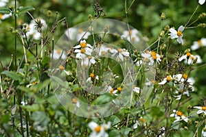 Bees in the field collect honey on Bidens pilosa